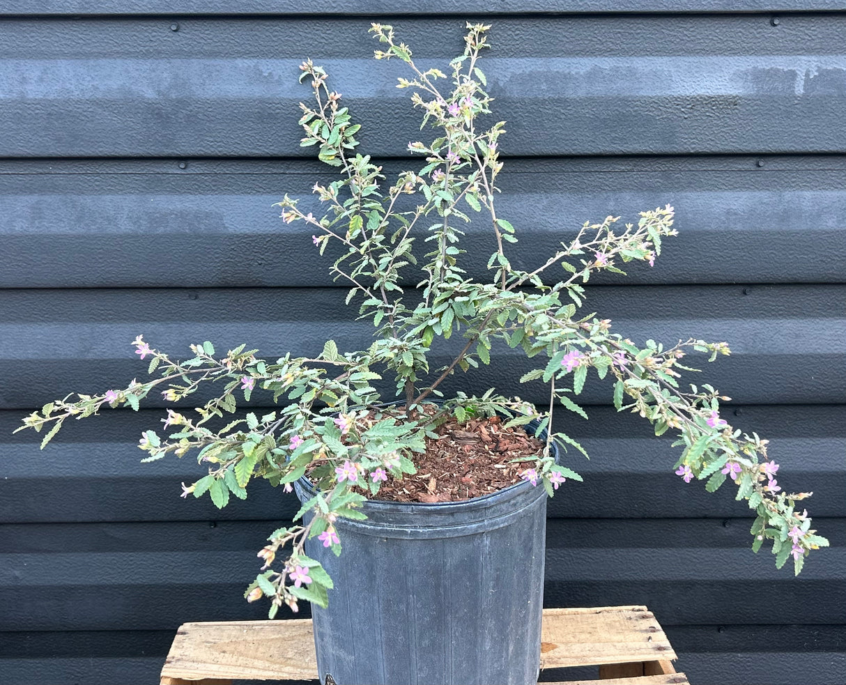 Grayleaf Teabush