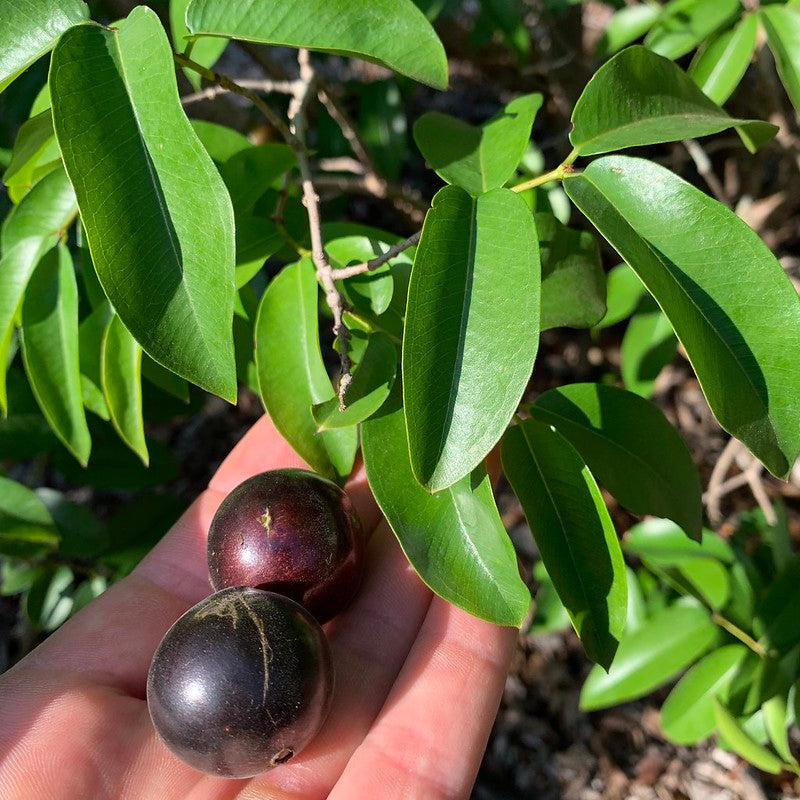 Jaboticaba Tree 'Grimal'