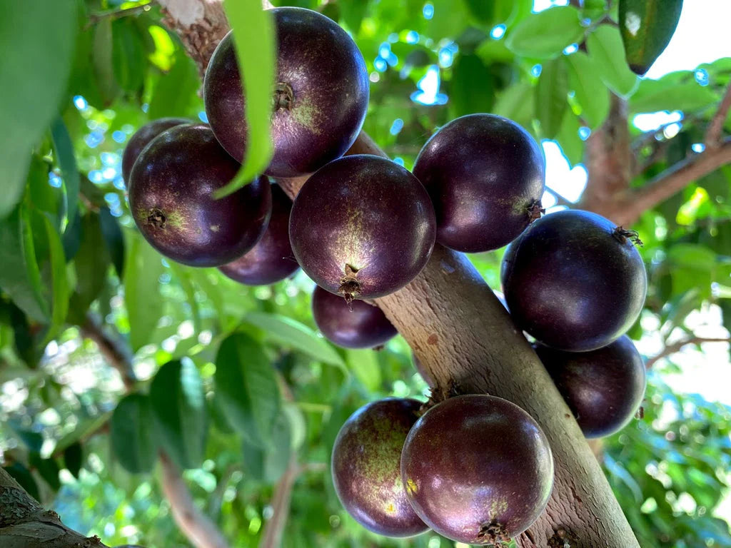 Jaboticaba Tree 'Grimal'