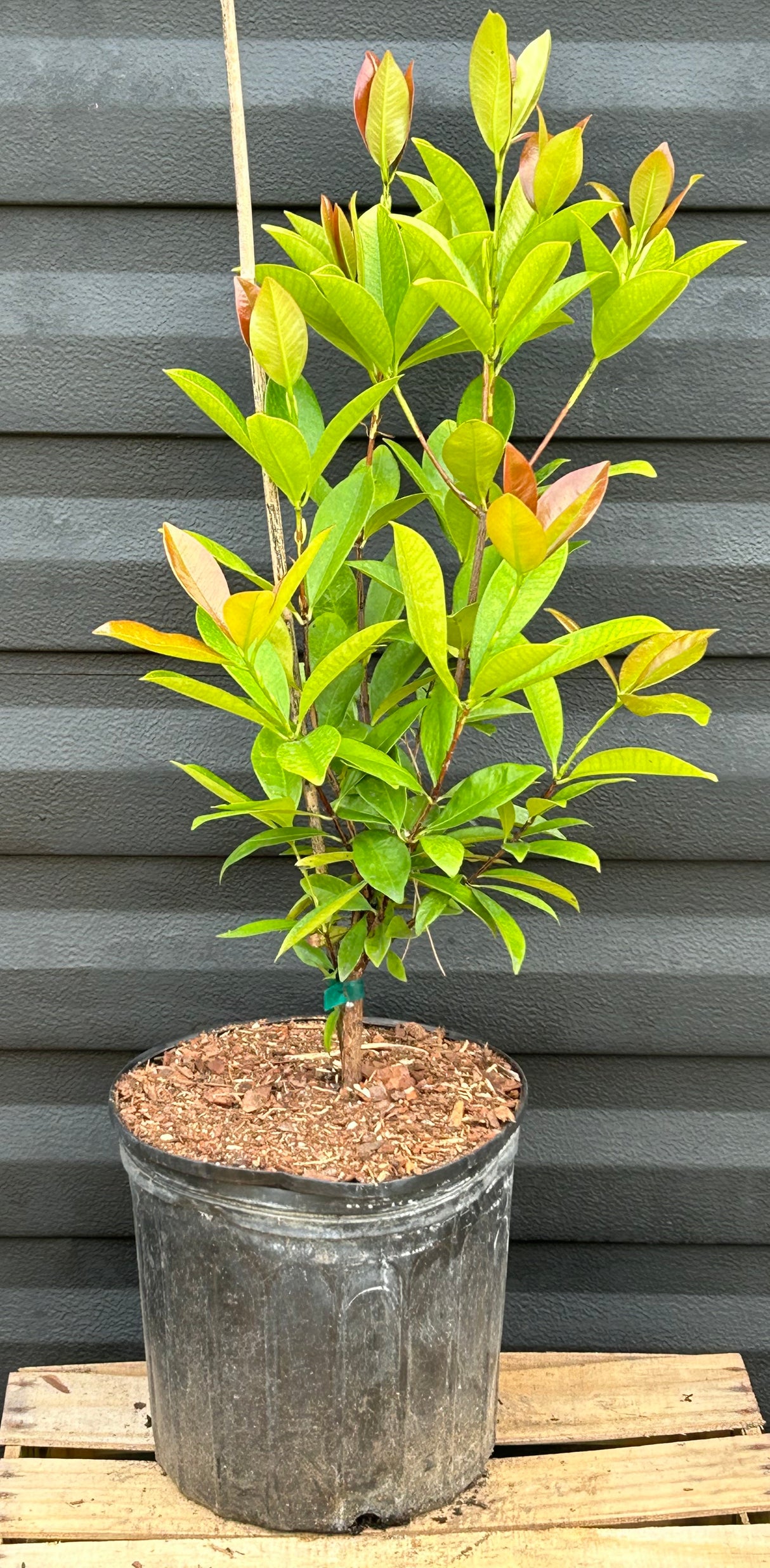 Grumichama Tree