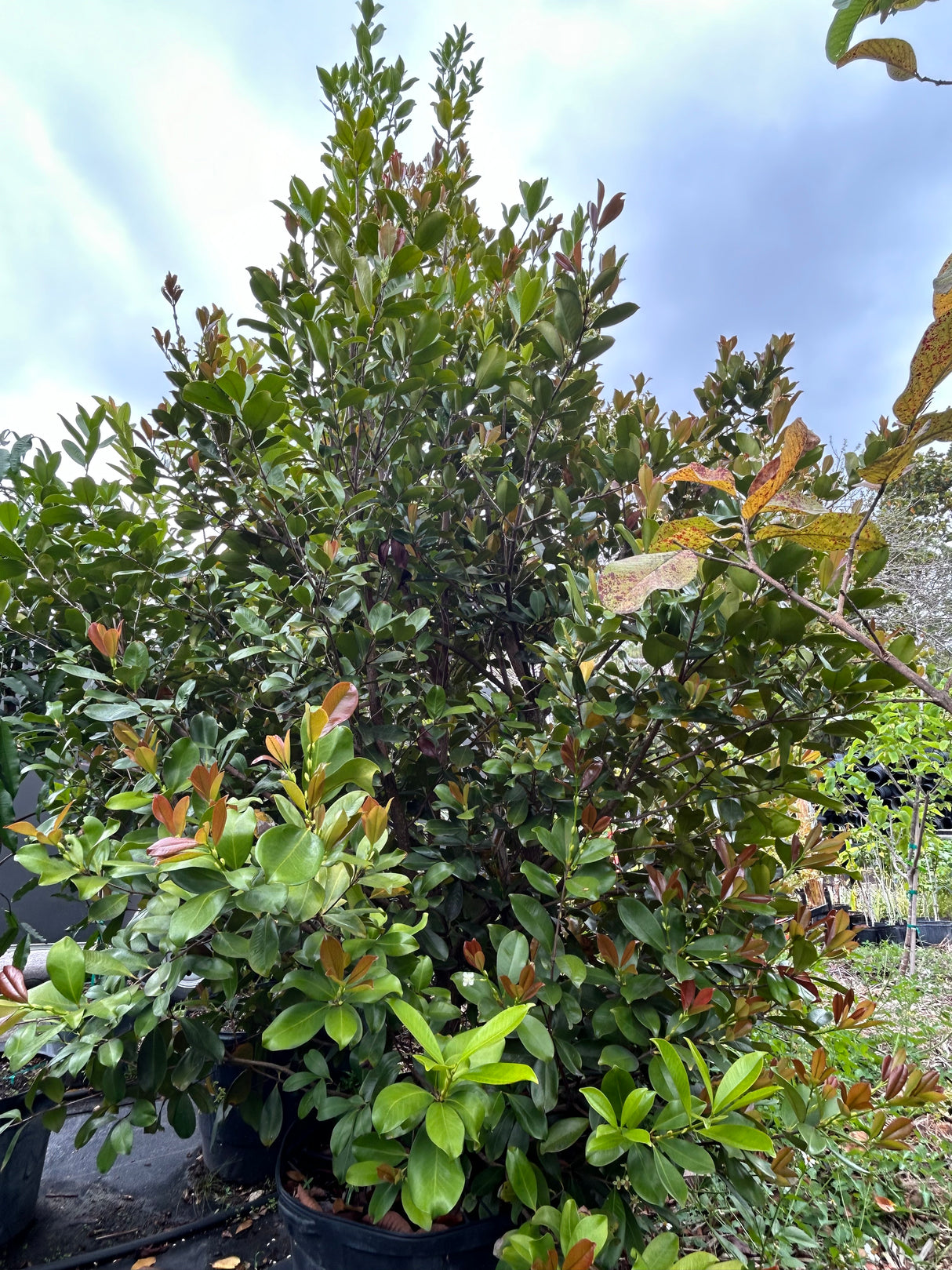 Grumichama Tree