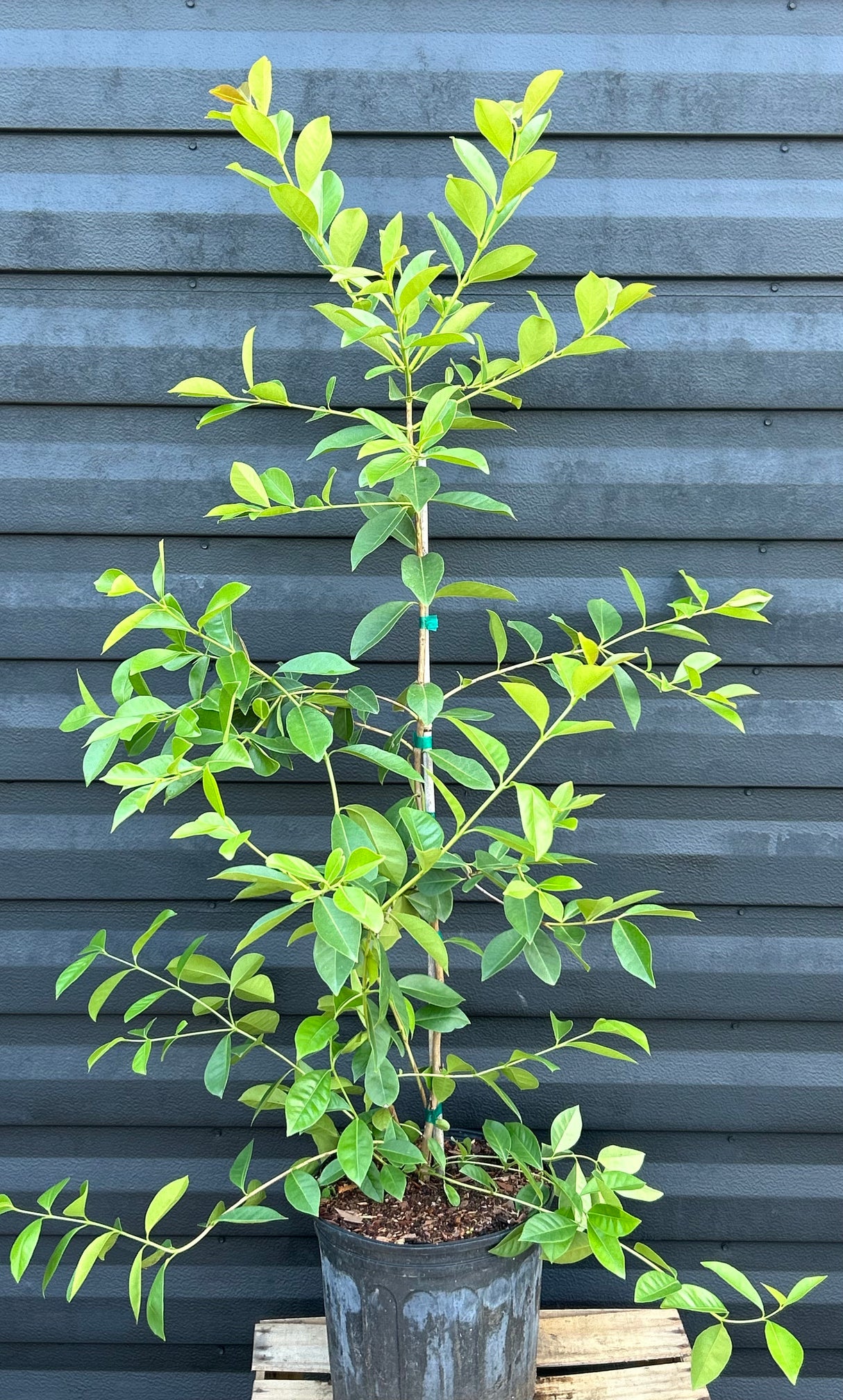 Cattley Guava Tree 'Lemon'
