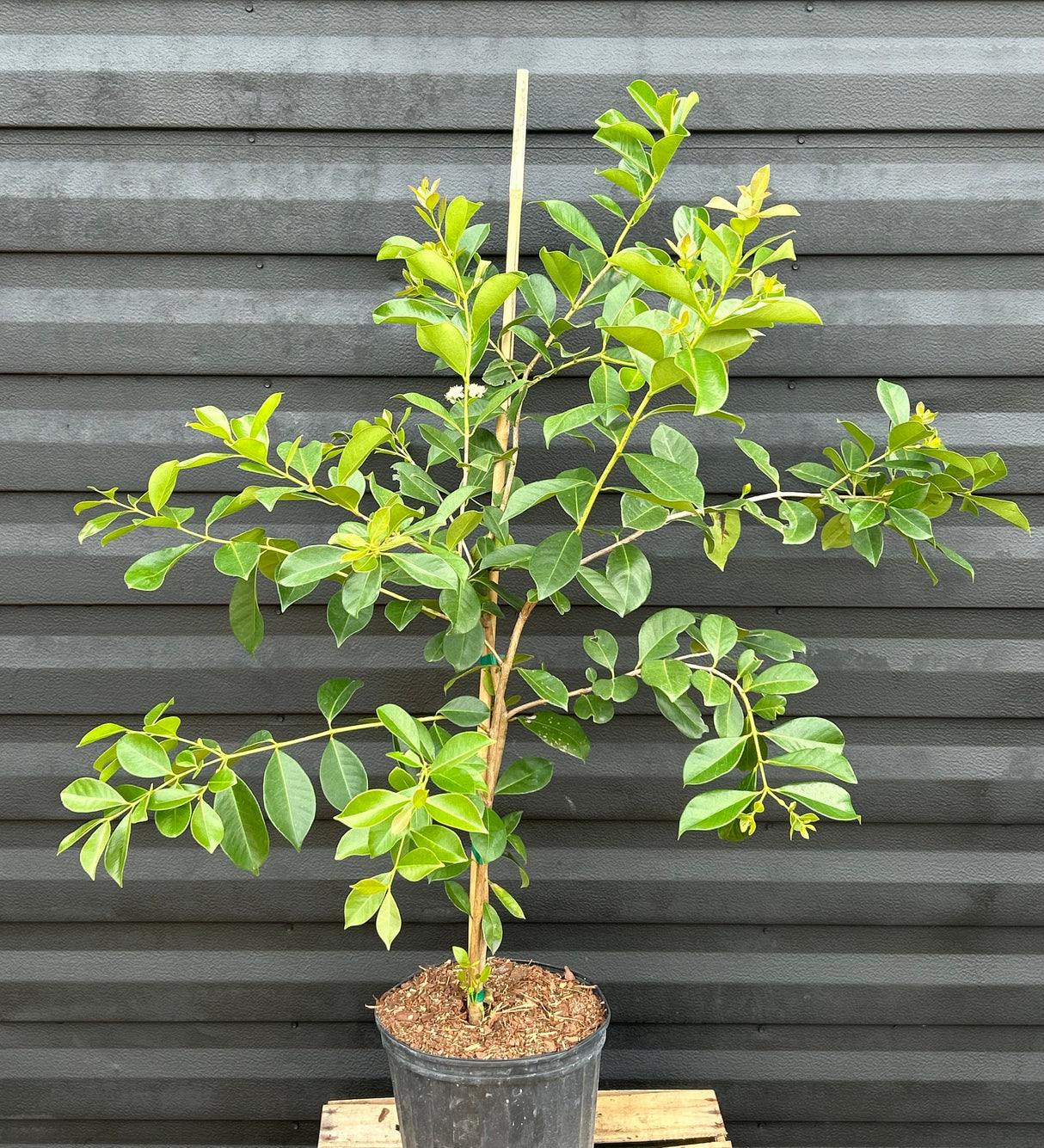 Cattley Guava Tree 'Strawberry'