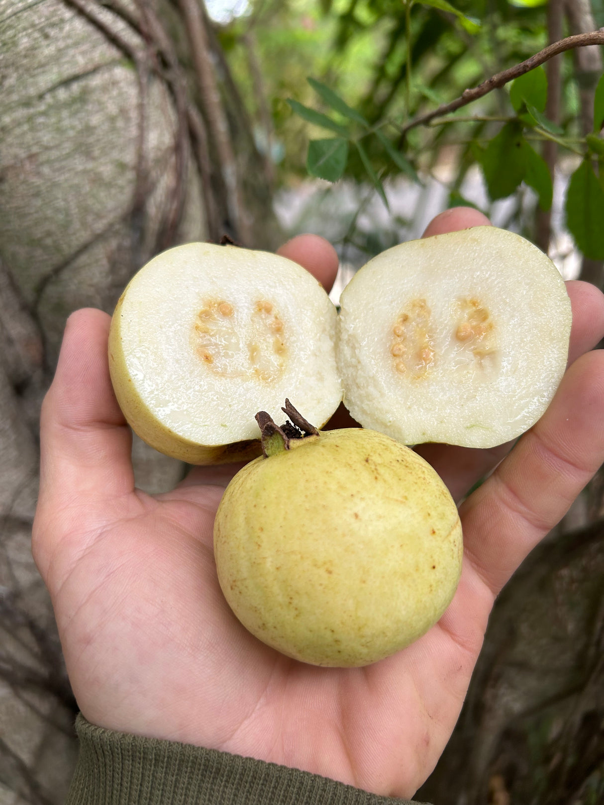 Guava Tree 'Indonesian White Seedless'