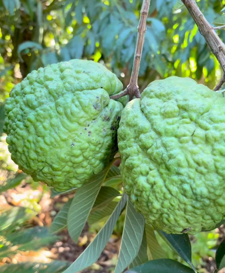 Guava Tree ‘Kilo’