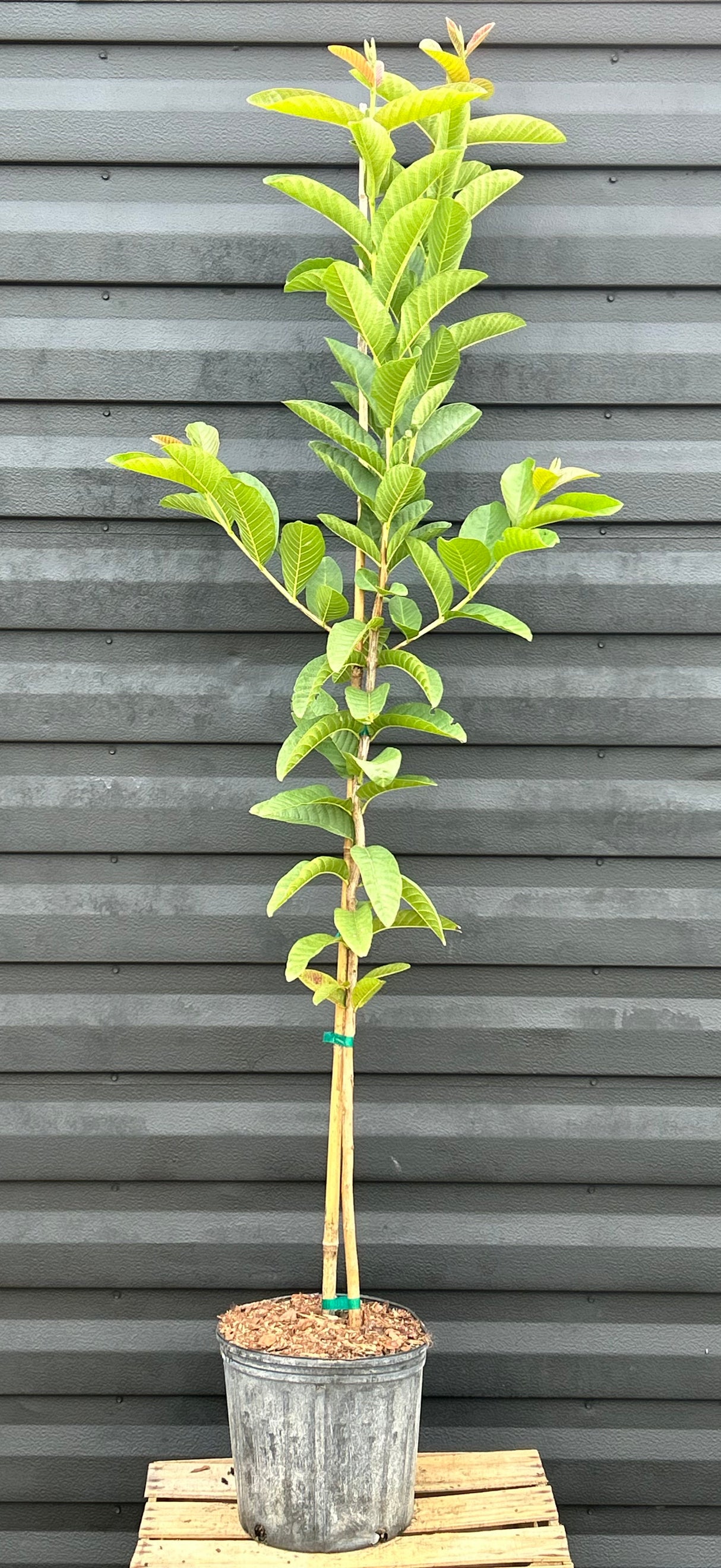Guava Tree 'Indonesian White Seedless'