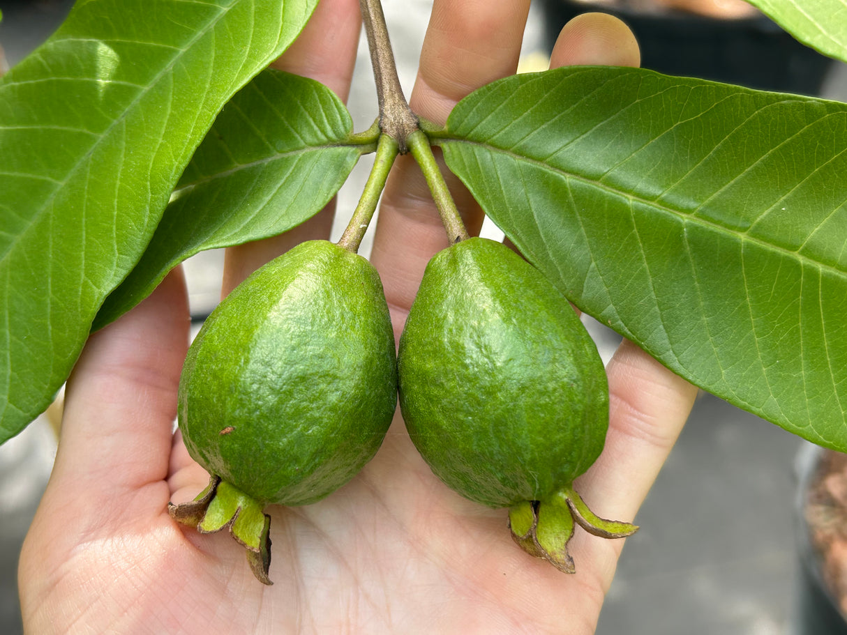 Guava Tree 'Ruby Supreme'