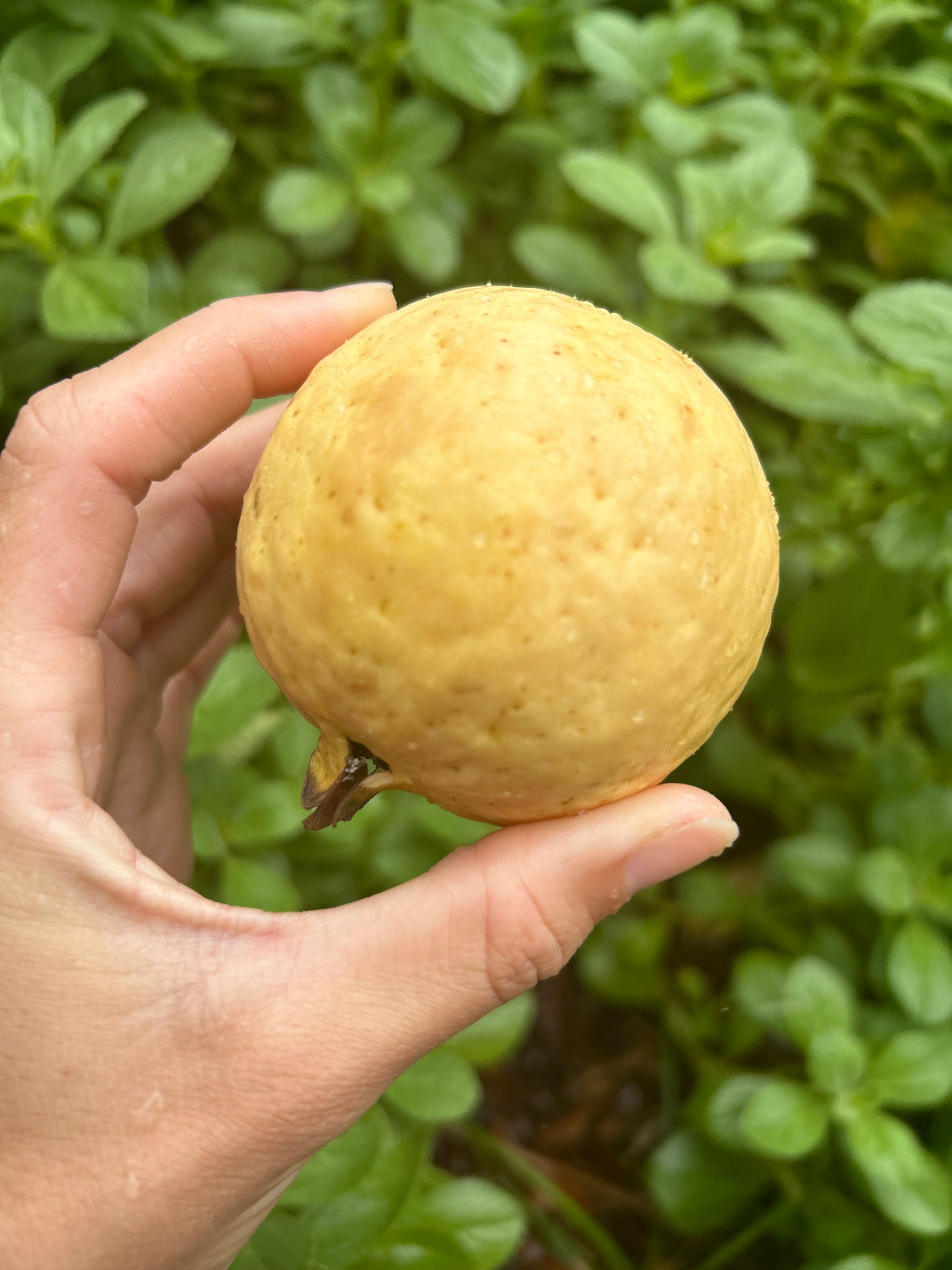 Guava Tree 'Ruby Supreme'