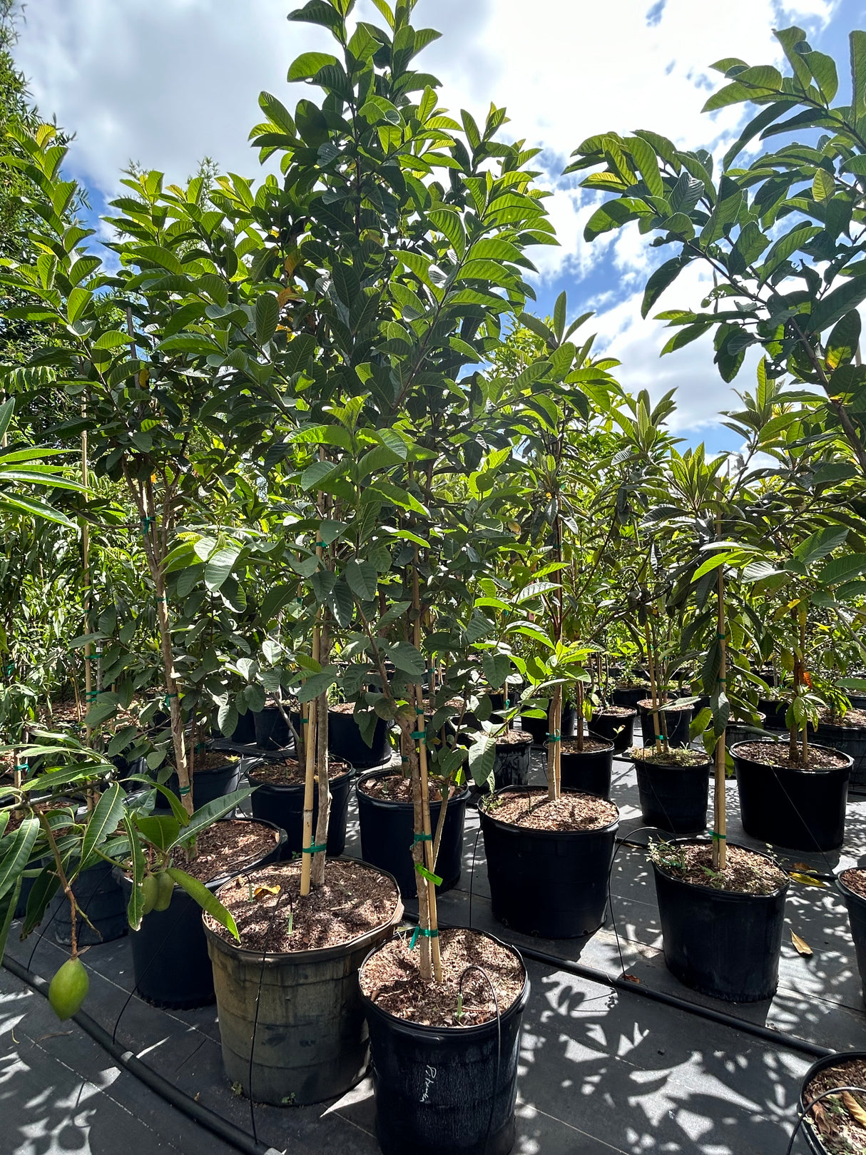 Guava Tree 'Thai White'