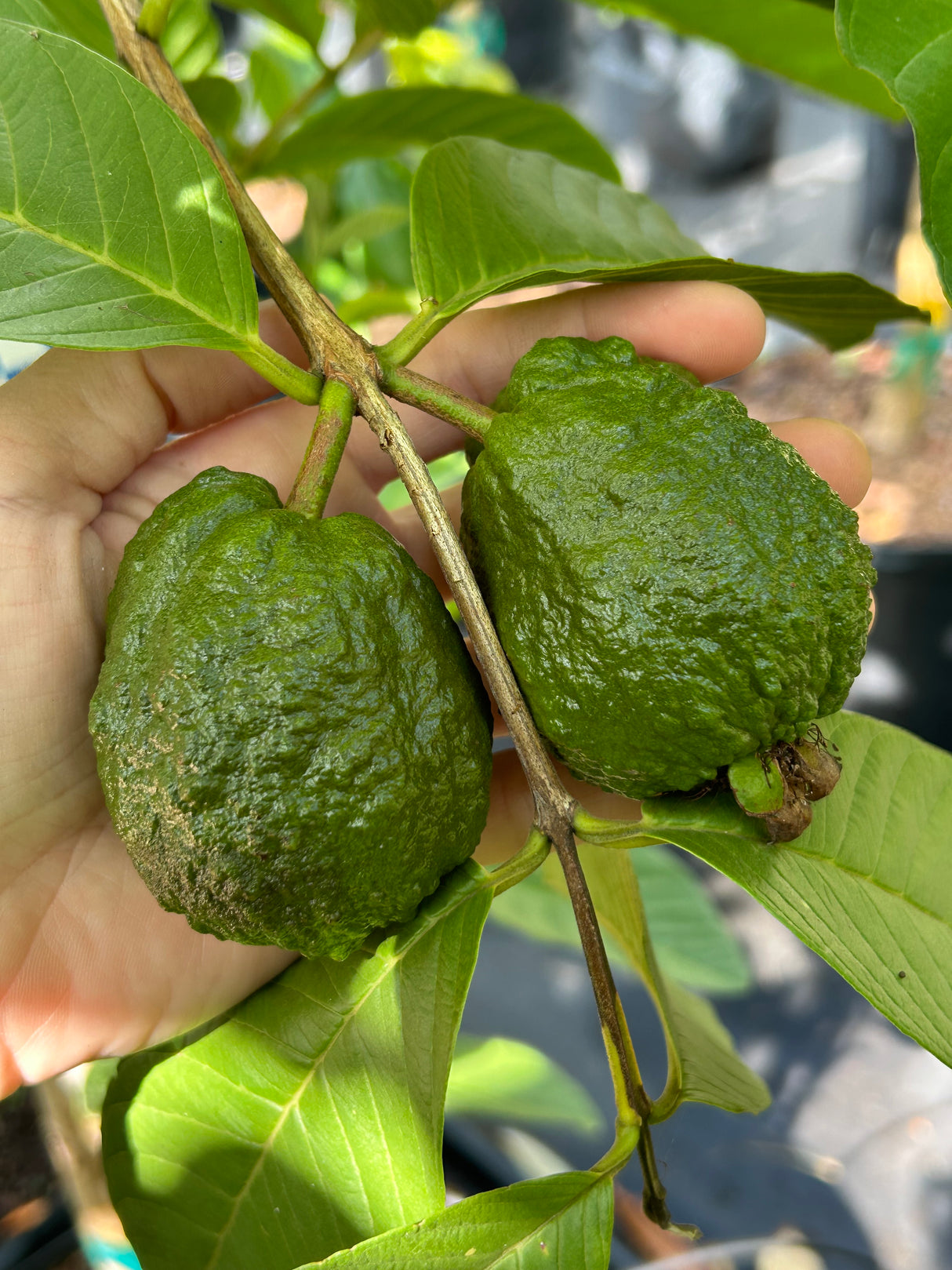 Guava Tree 'Thai White'