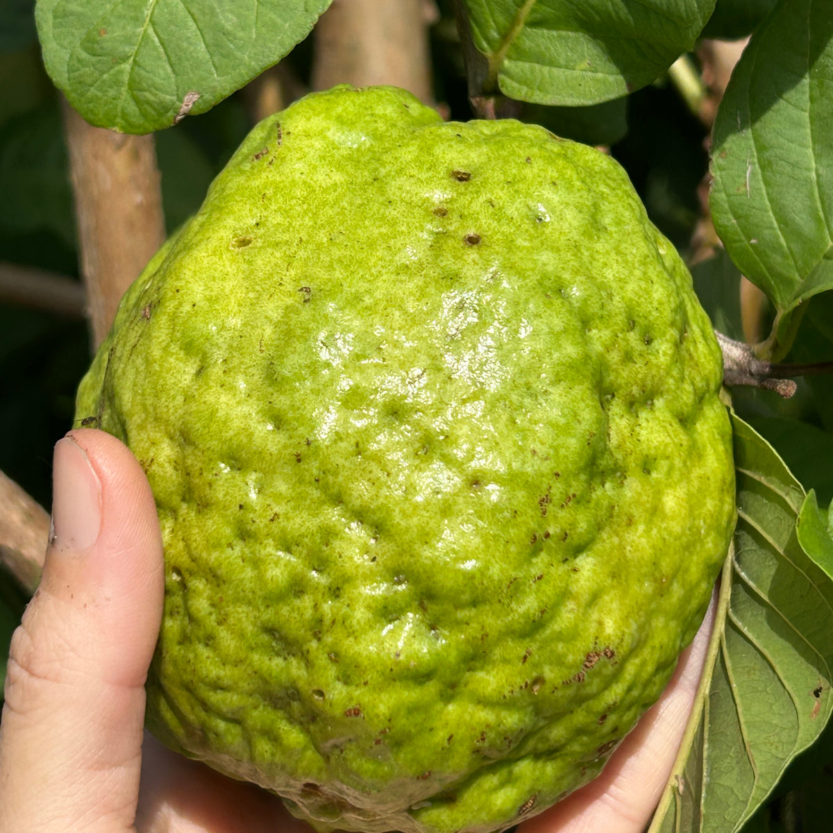 Guava Tree 'Thai White' – Incredible Edible Landscapes