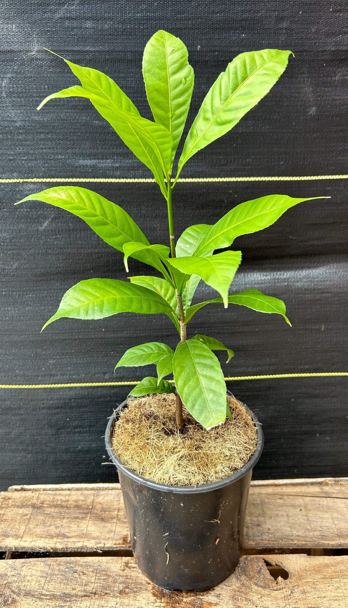 Gustavia angustifolia