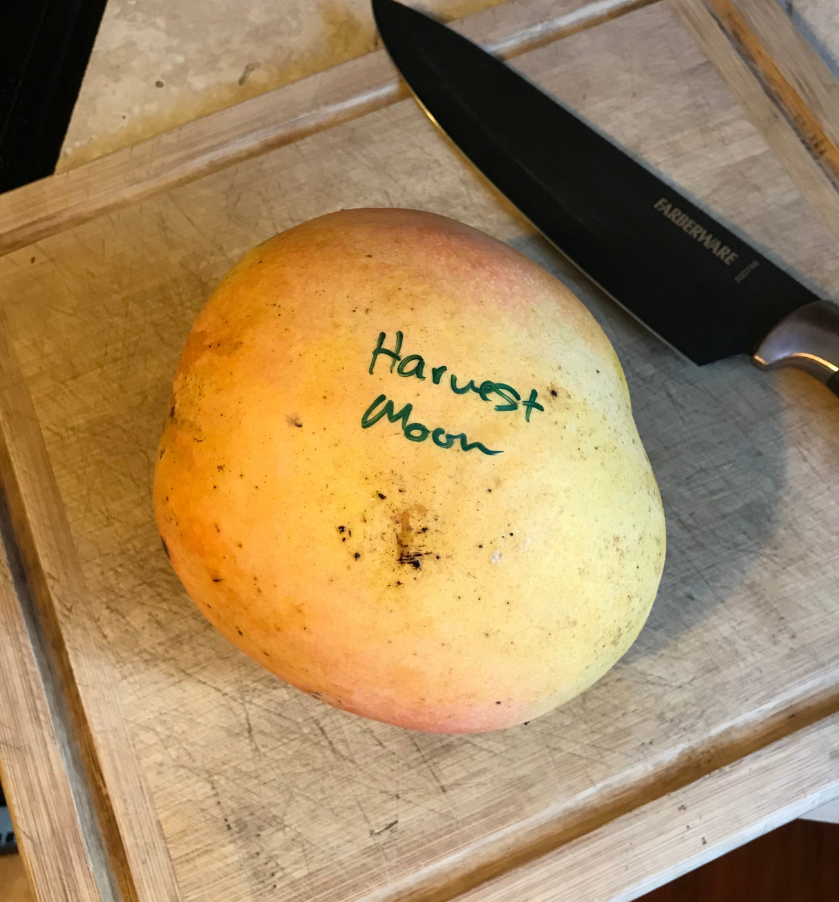 Mango Tree ‘Harvest Moon'