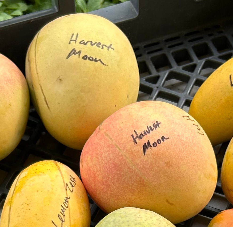 Mango Tree ‘Harvest Moon'