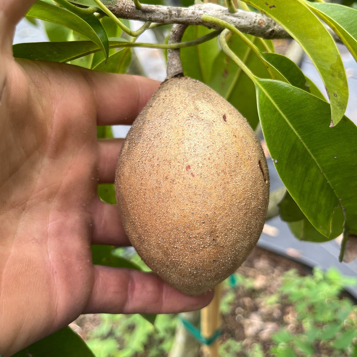 Sapodilla Tree 'Hasya'