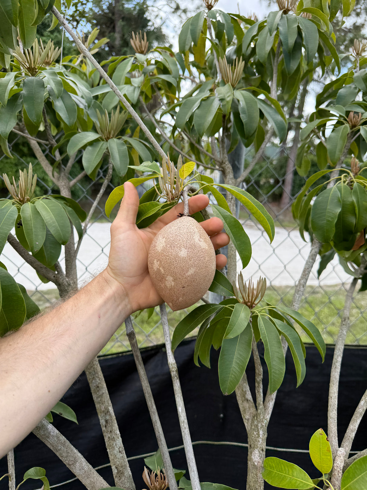 Sapodilla Tree 'Hasya'