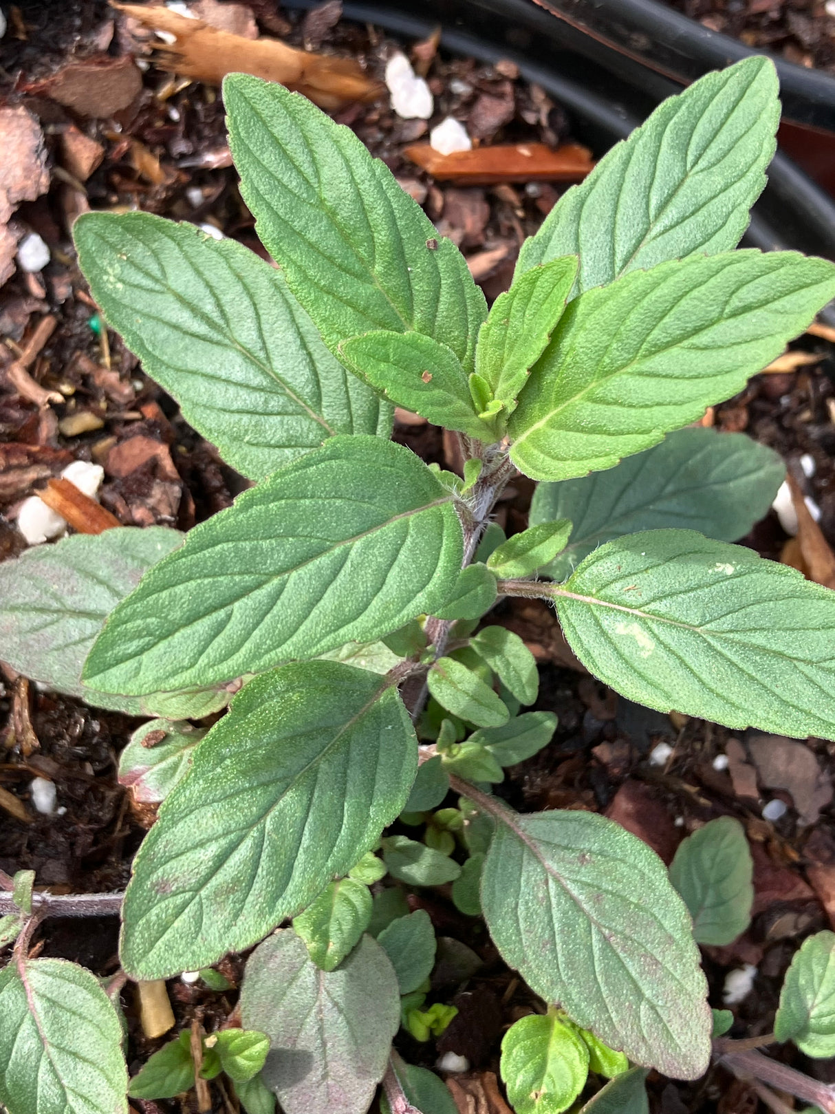 Annual Flowers - 6 inch pot