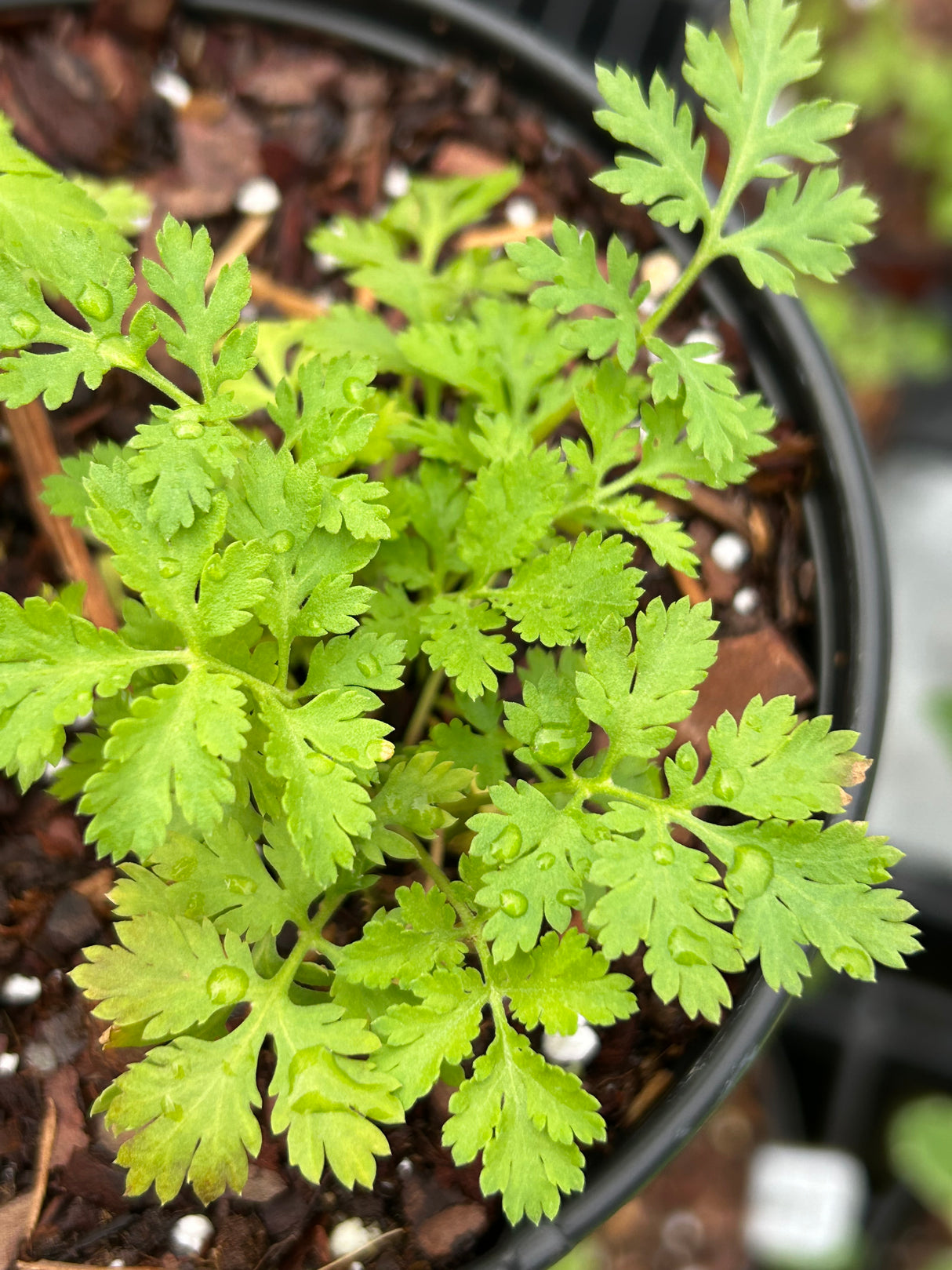 Annual Herb Plant - 6 inch pot
