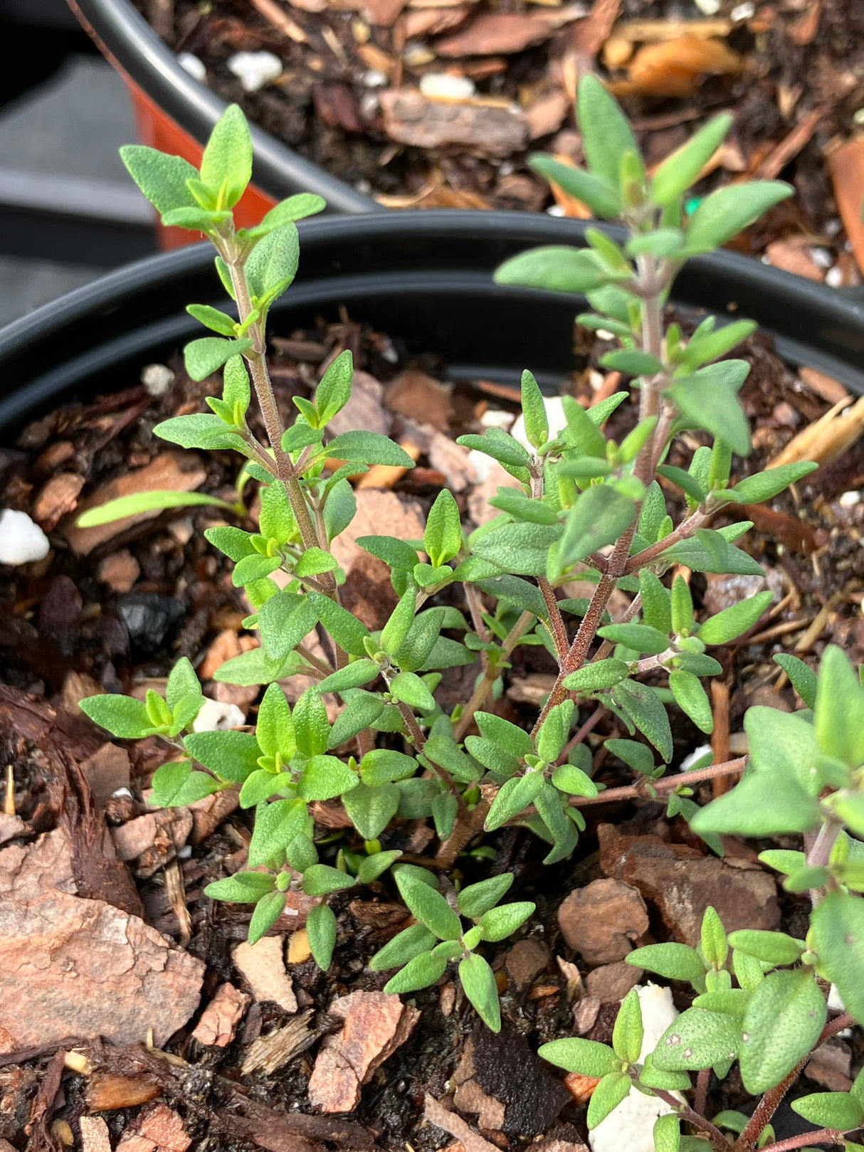 Annual Herb Plant - 6 inch pot