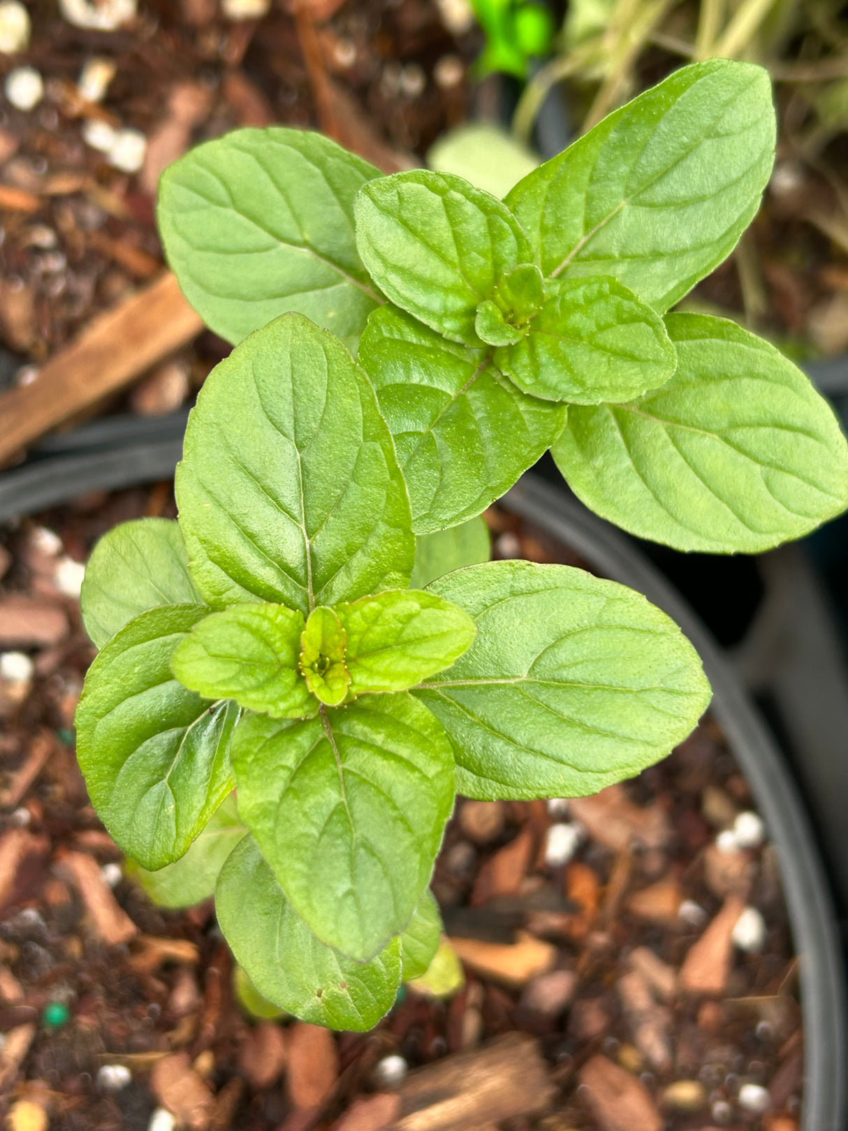 Annual Herb Plant - 6 inch pot