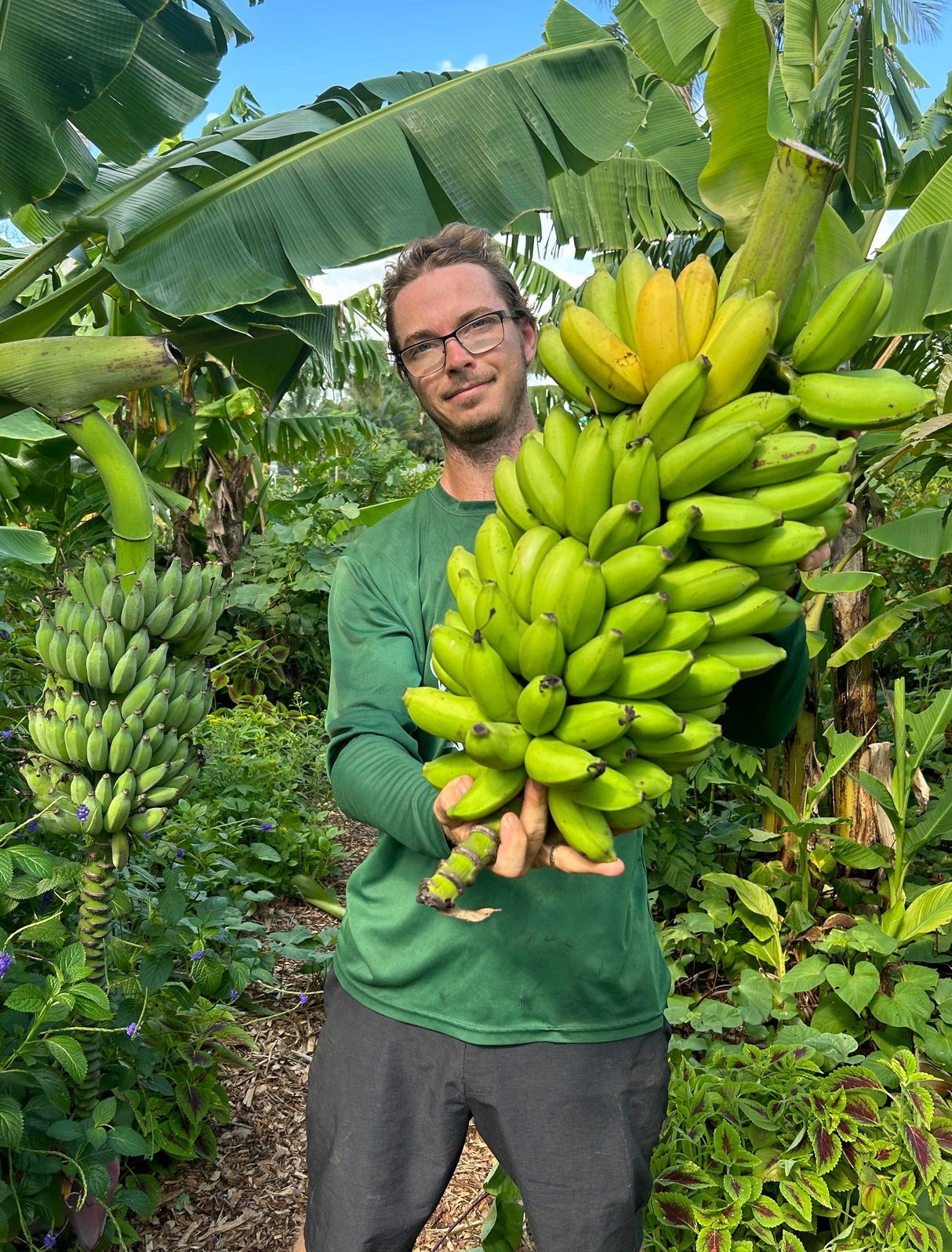 Banana Plant 'Misi Luki'