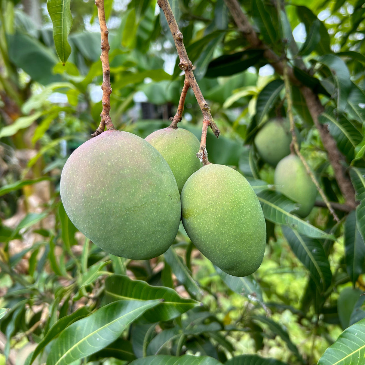 Mango Tree ‘Honey Kiss’