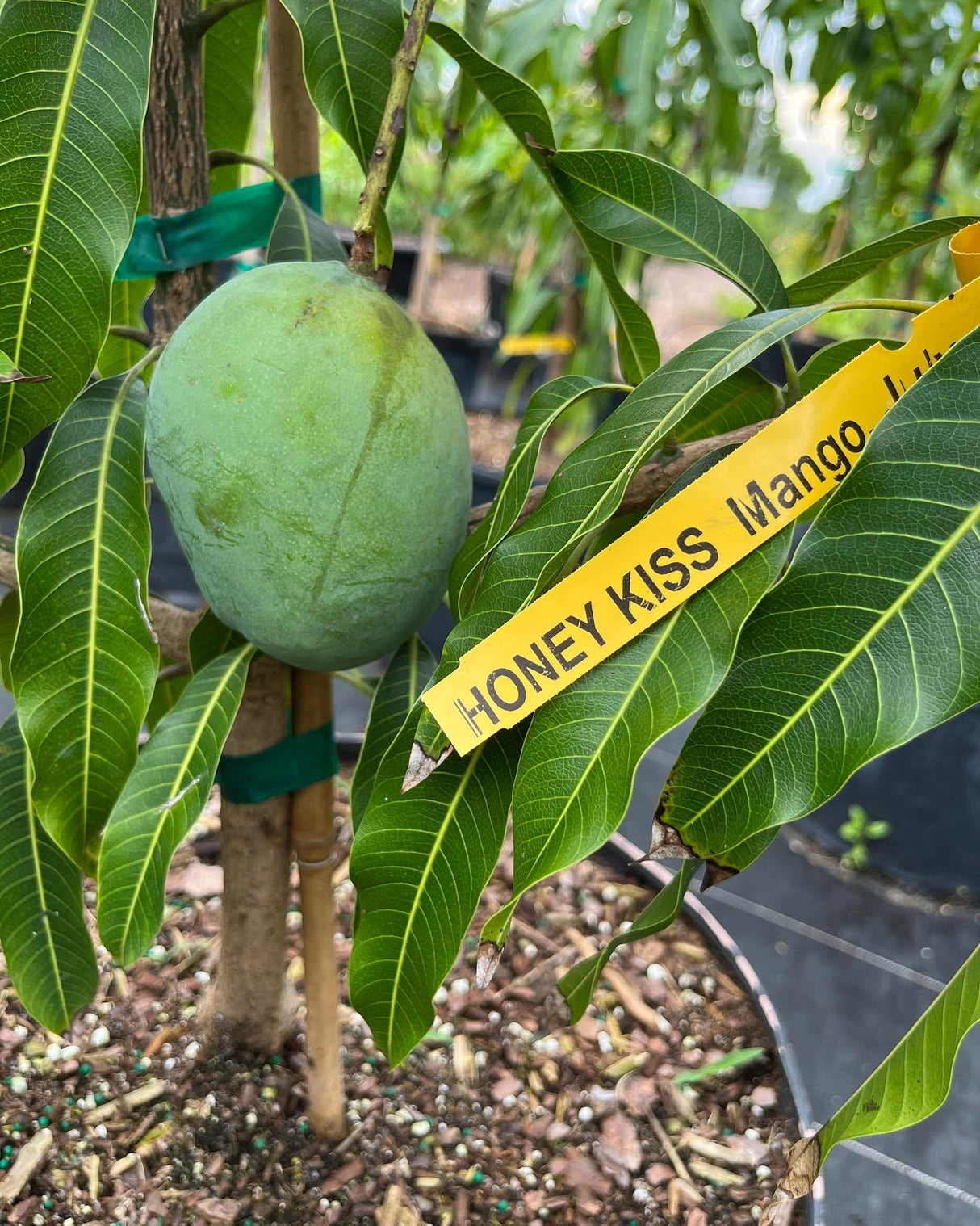 Mango Tree ‘Honey Kiss’