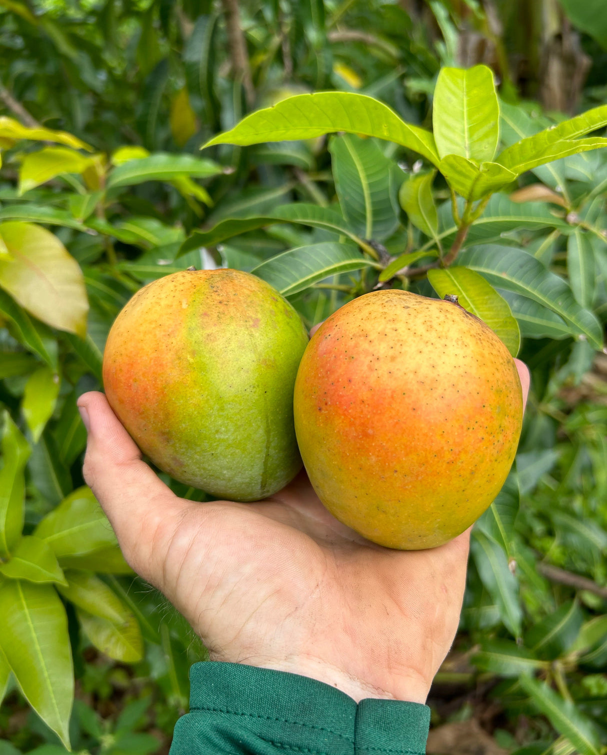 Mango Tree ‘Honey Kiss’