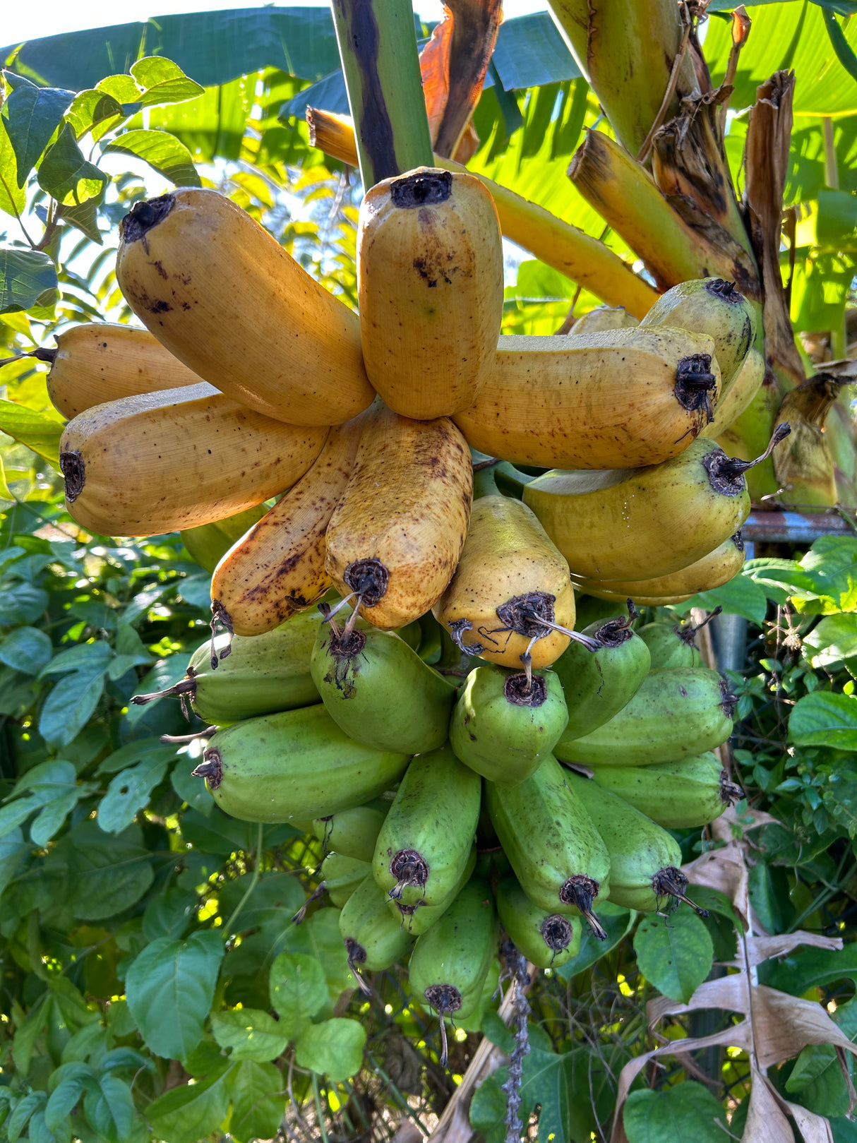 Plantain Plant 'Hua Moa'