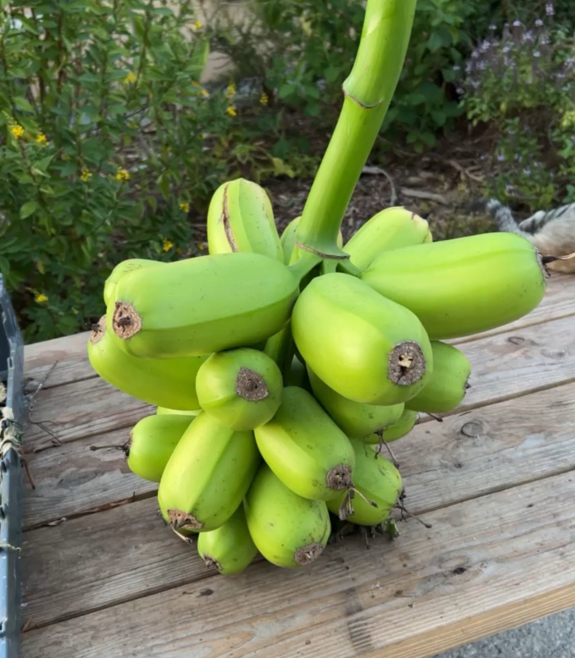 Plantain Plant 'Hua Moa'