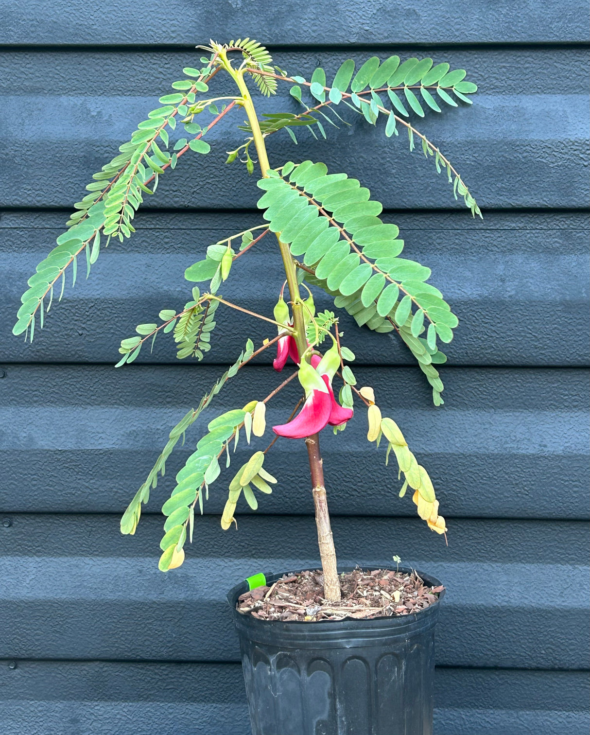 Hummingbird Tree