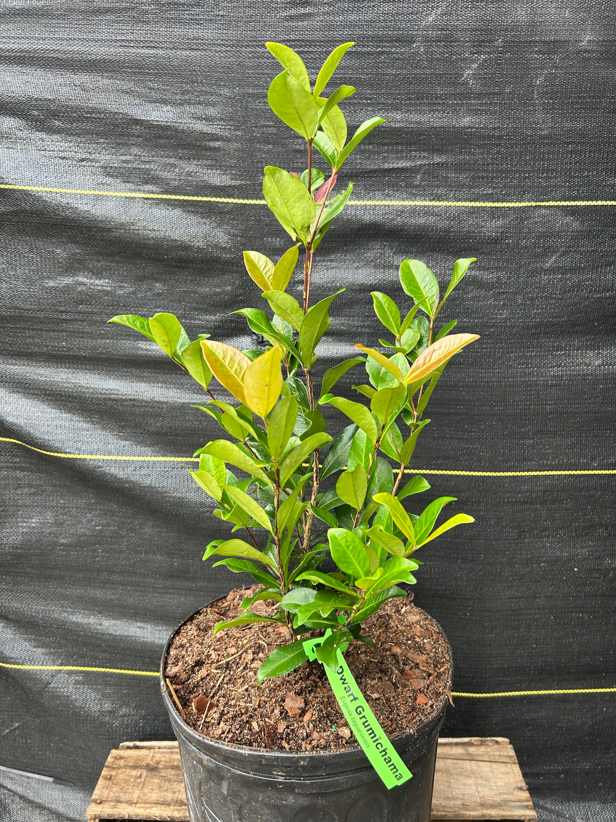 Dwarf Grumichama (Eugenia itaguahiensis)