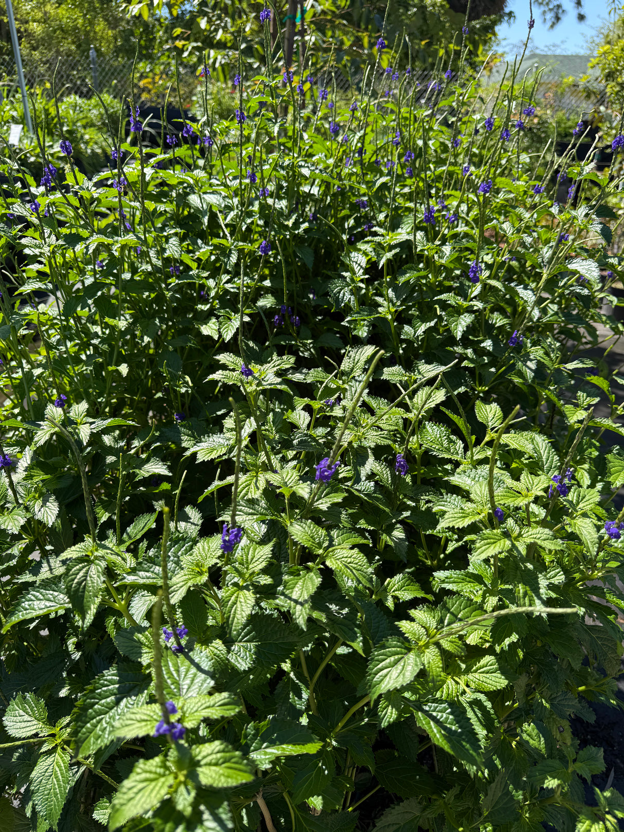 Blue Porterweed - upright