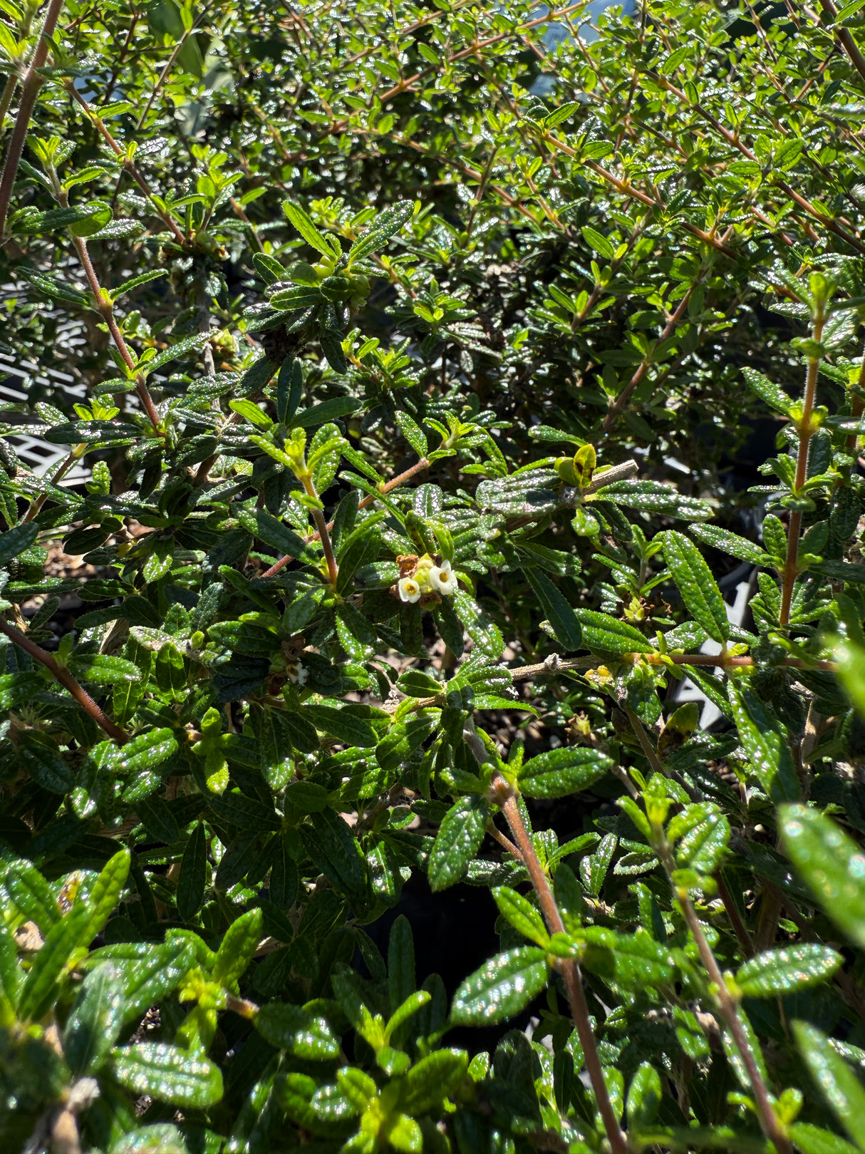 Moujean Tea Plant