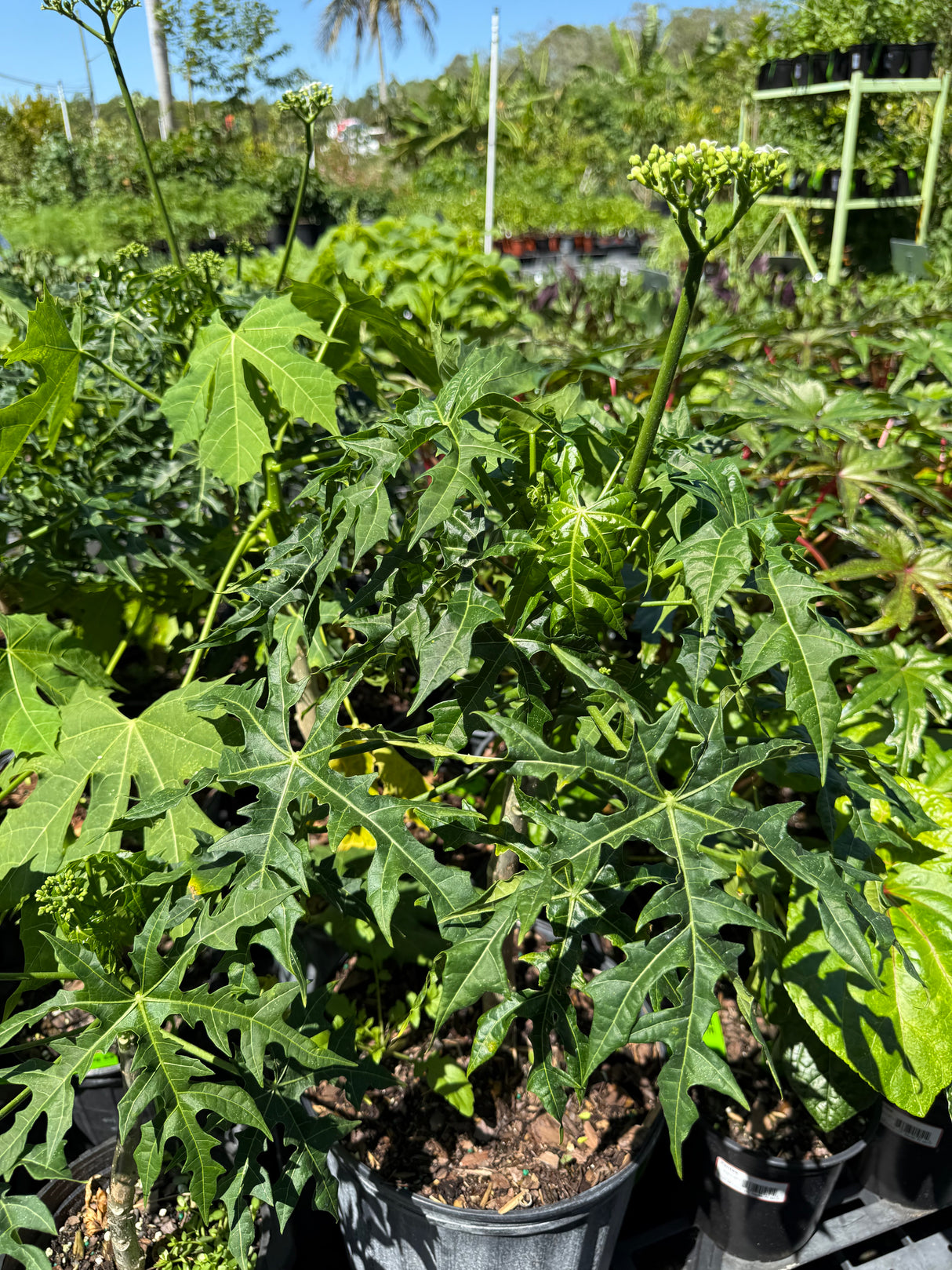 Chaya Plant ‘Dwarf’
