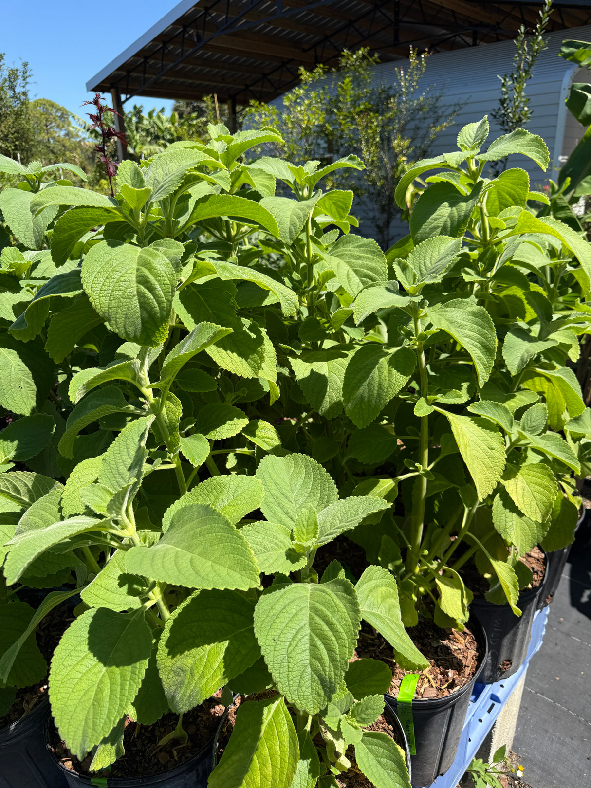 Toilet Paper Plant