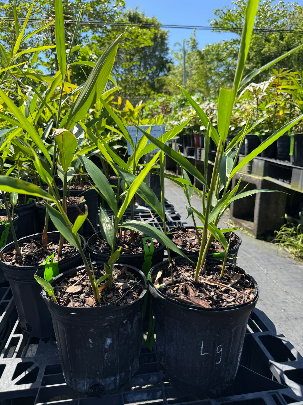 Galangal Plant ‘Lesser’