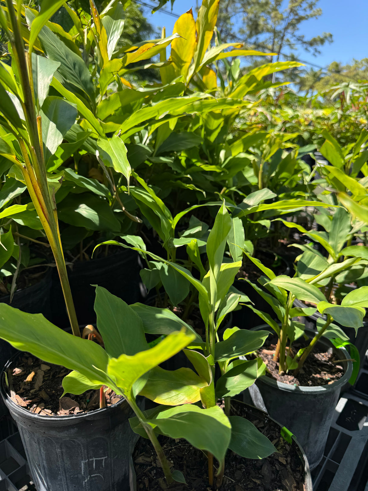 Ethiopian Cardamom