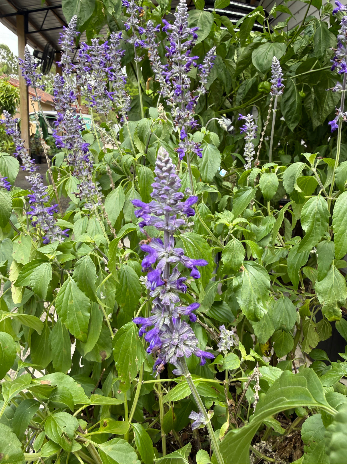 Blue Sage Plant