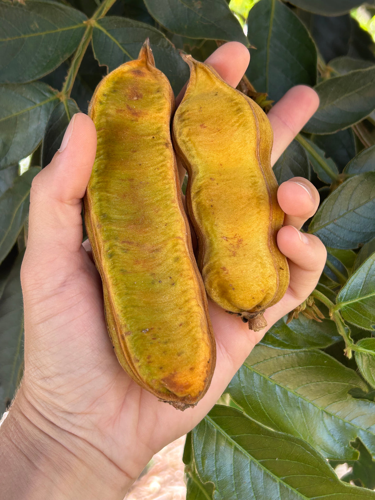 Ice Cream Bean Tree