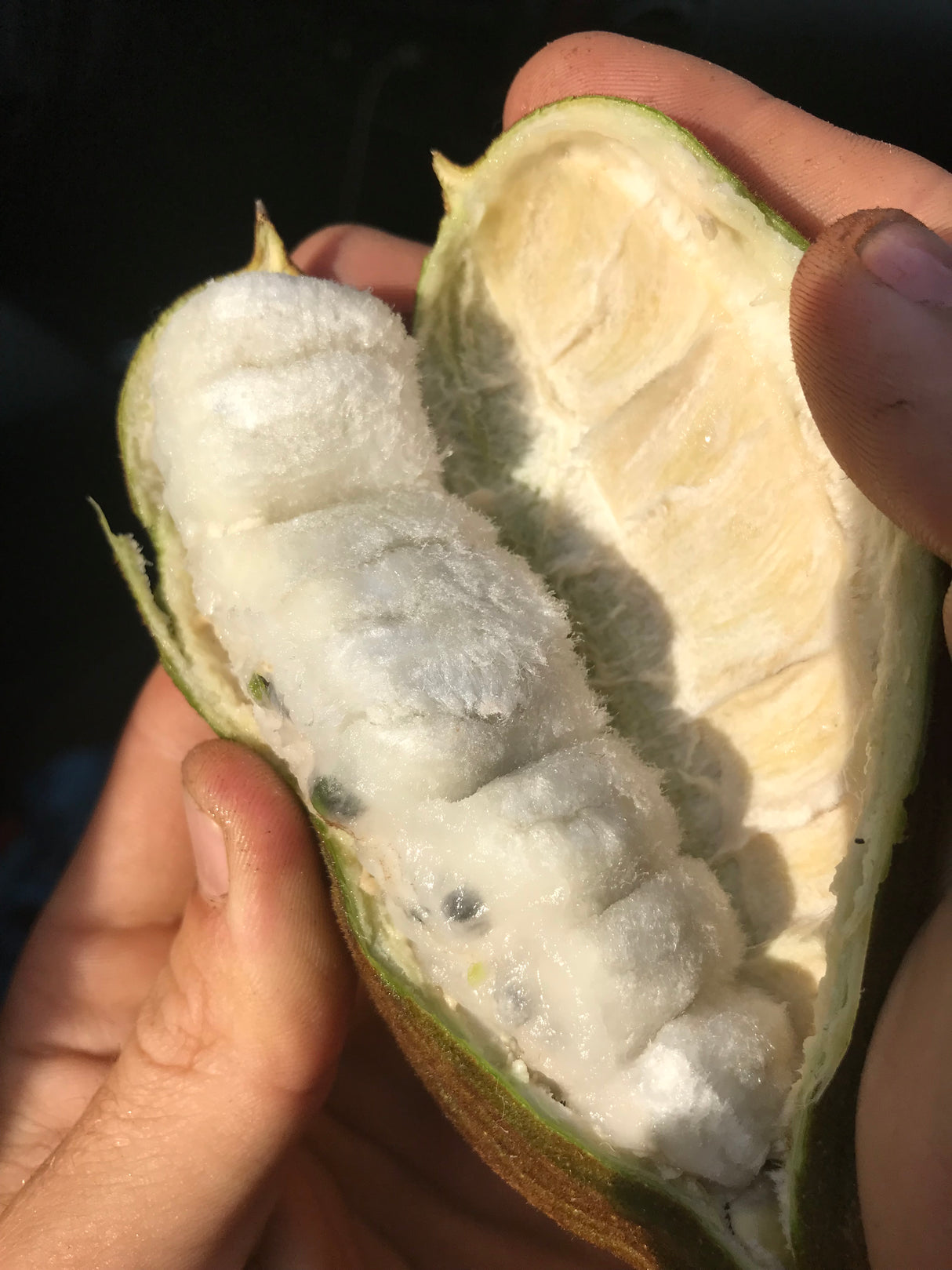 Ice Cream Bean Tree