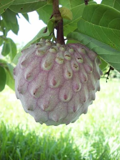Ilama Tree (seedling)