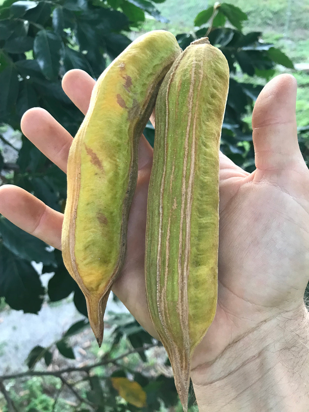 Ice Cream Bean Tree