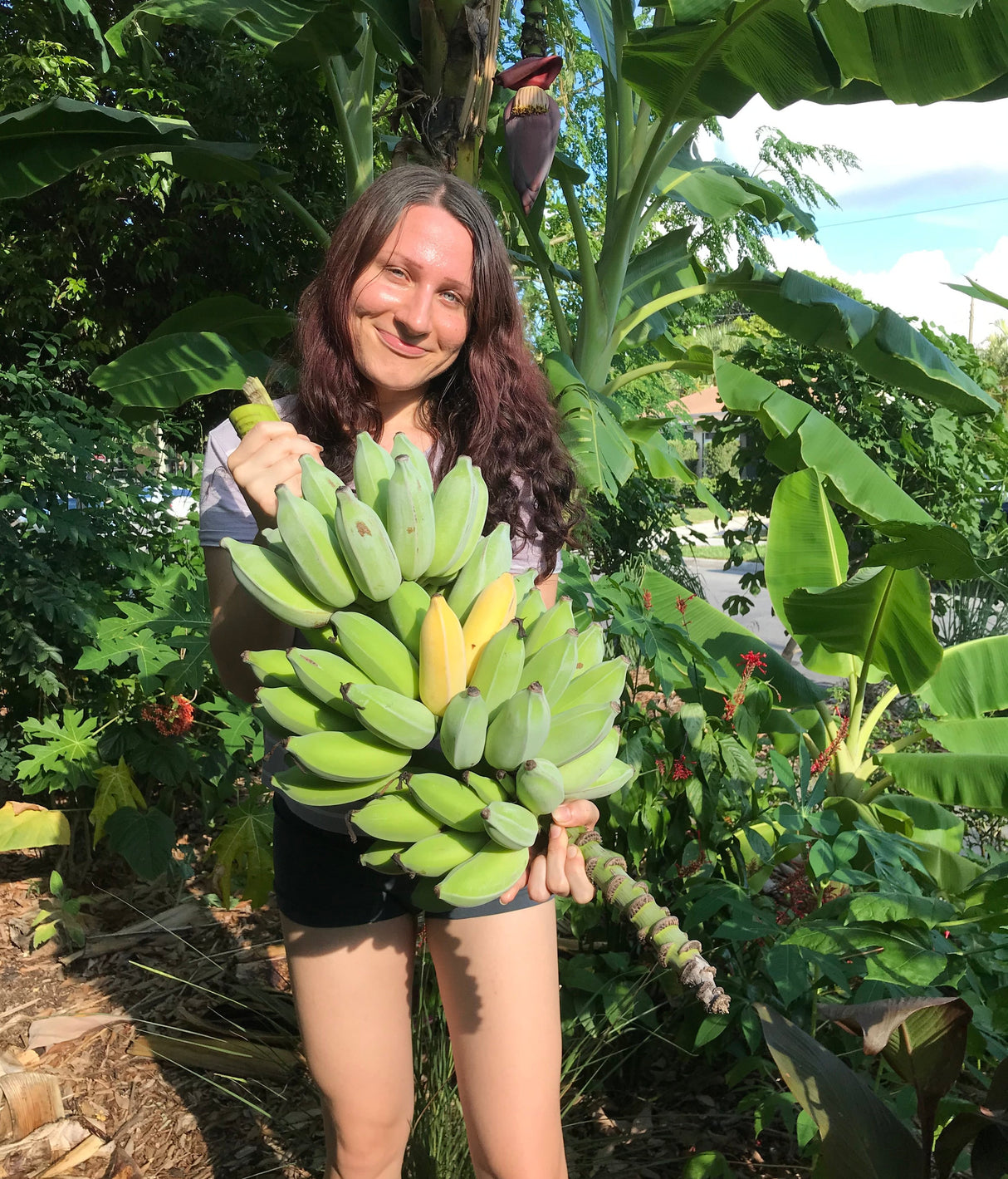 Banana Plant 'Dwarf Namwa'