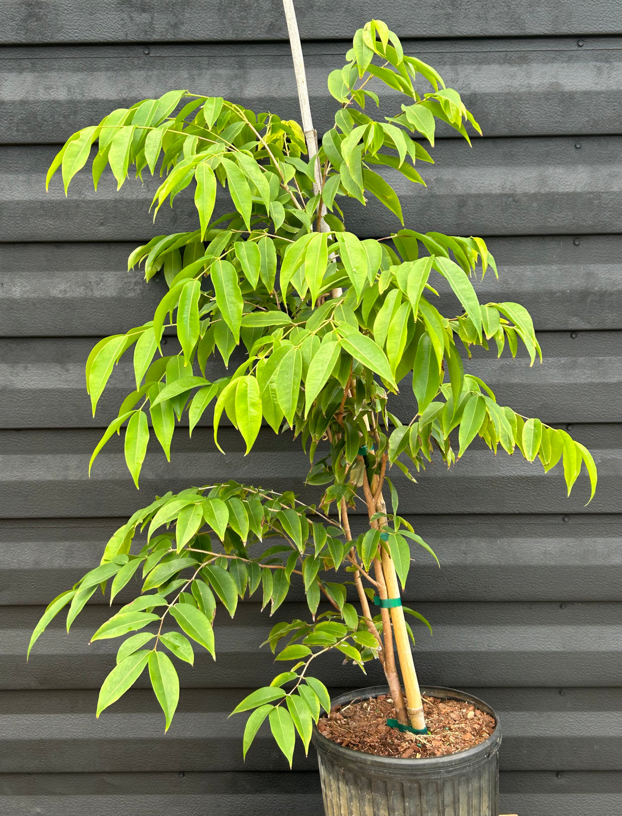 Jaboticaba Tree 'Blue Grape'