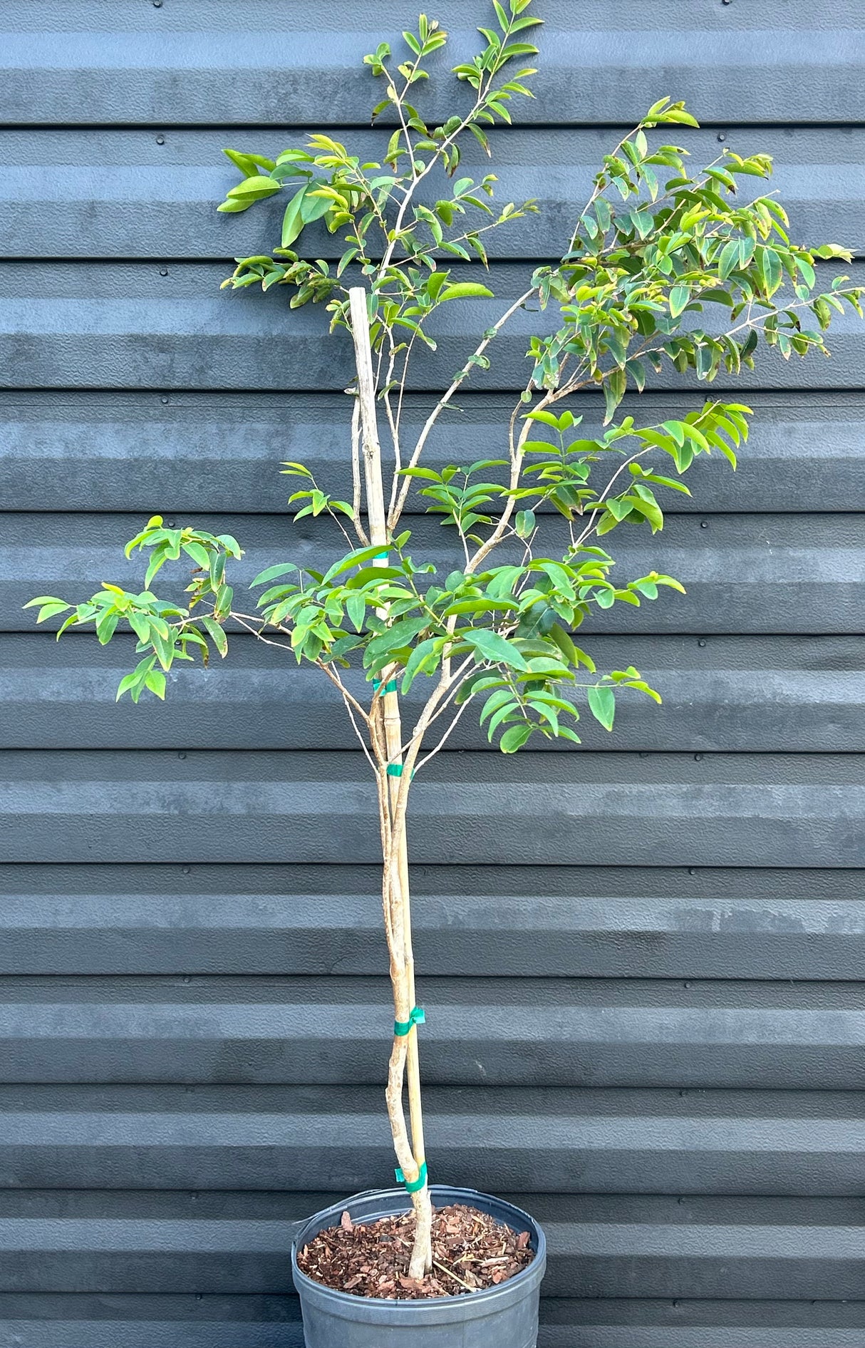 Jaboticaba Tree 'Grimal'