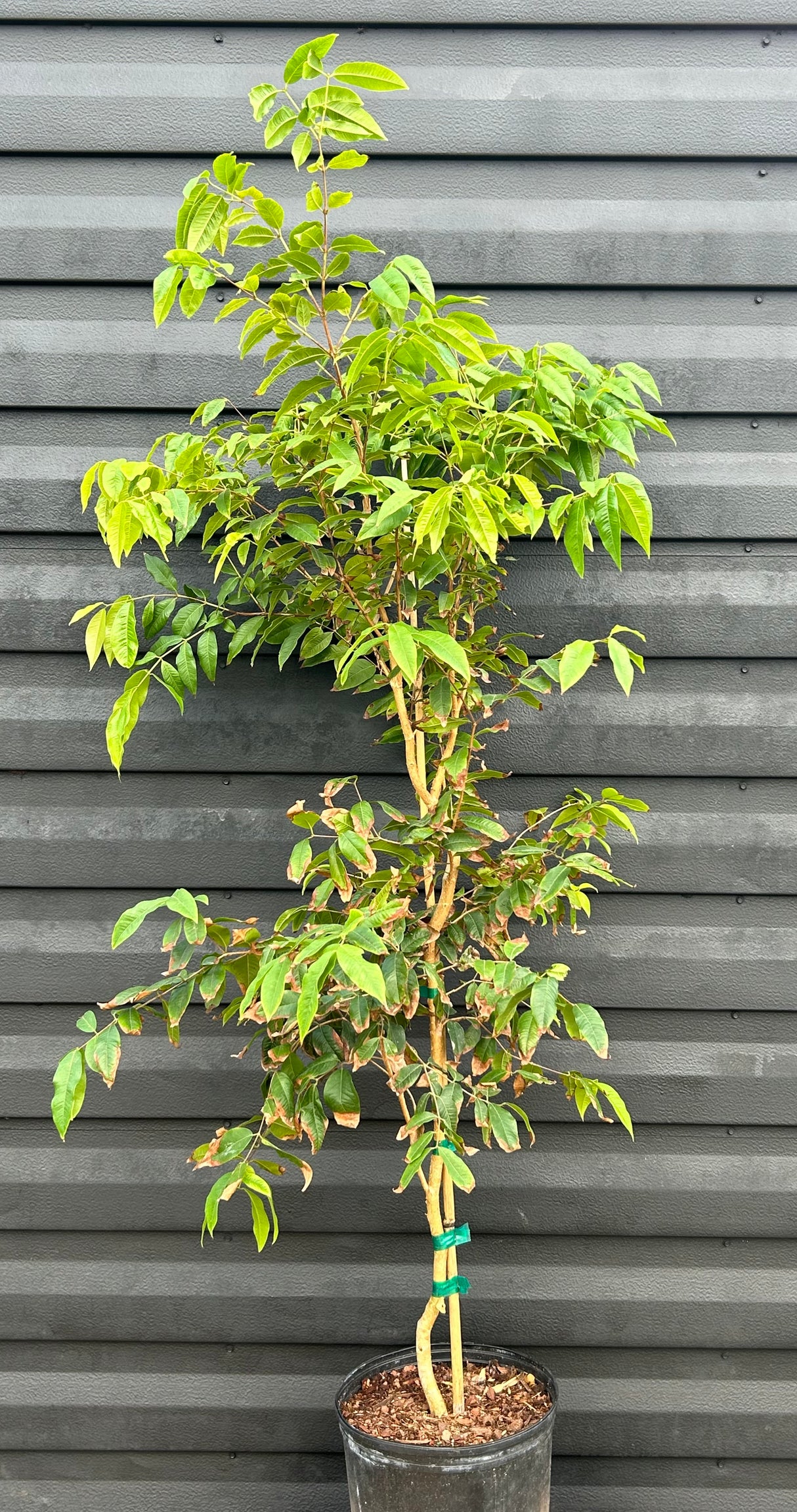 Jaboticaba Tree 'Novak'