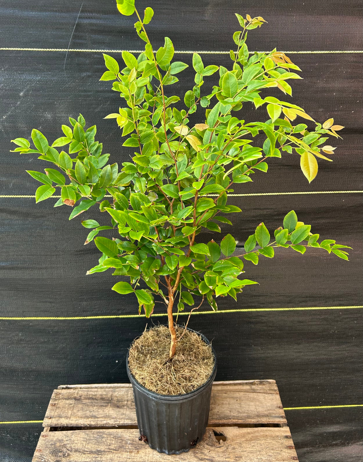 Jaboticaba Tree 'Red Hybrid'