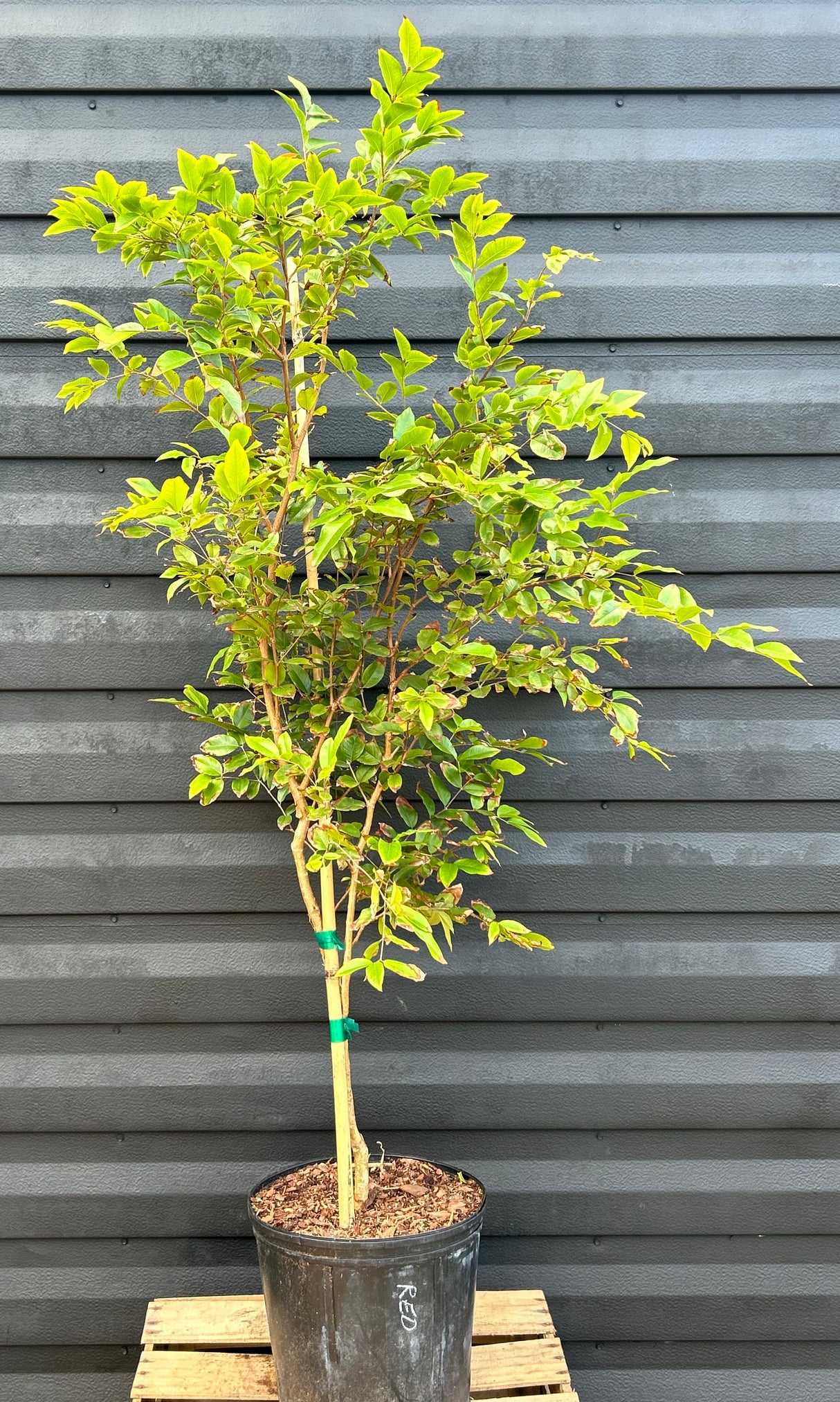 Jaboticaba Tree 'Red Hybrid'