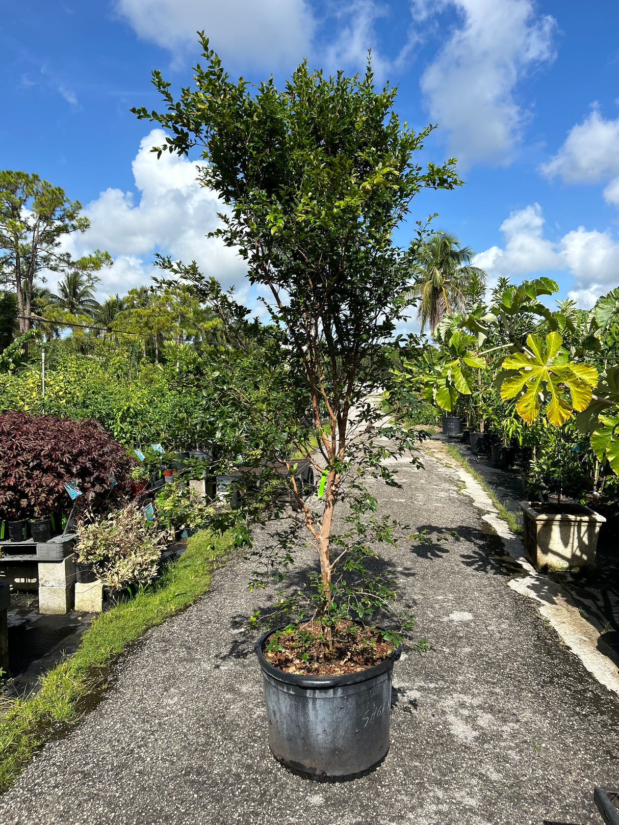 Jaboticaba Tree 'Sabara'